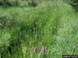 flowering rush invasion