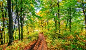 What Is an Invasive Species?