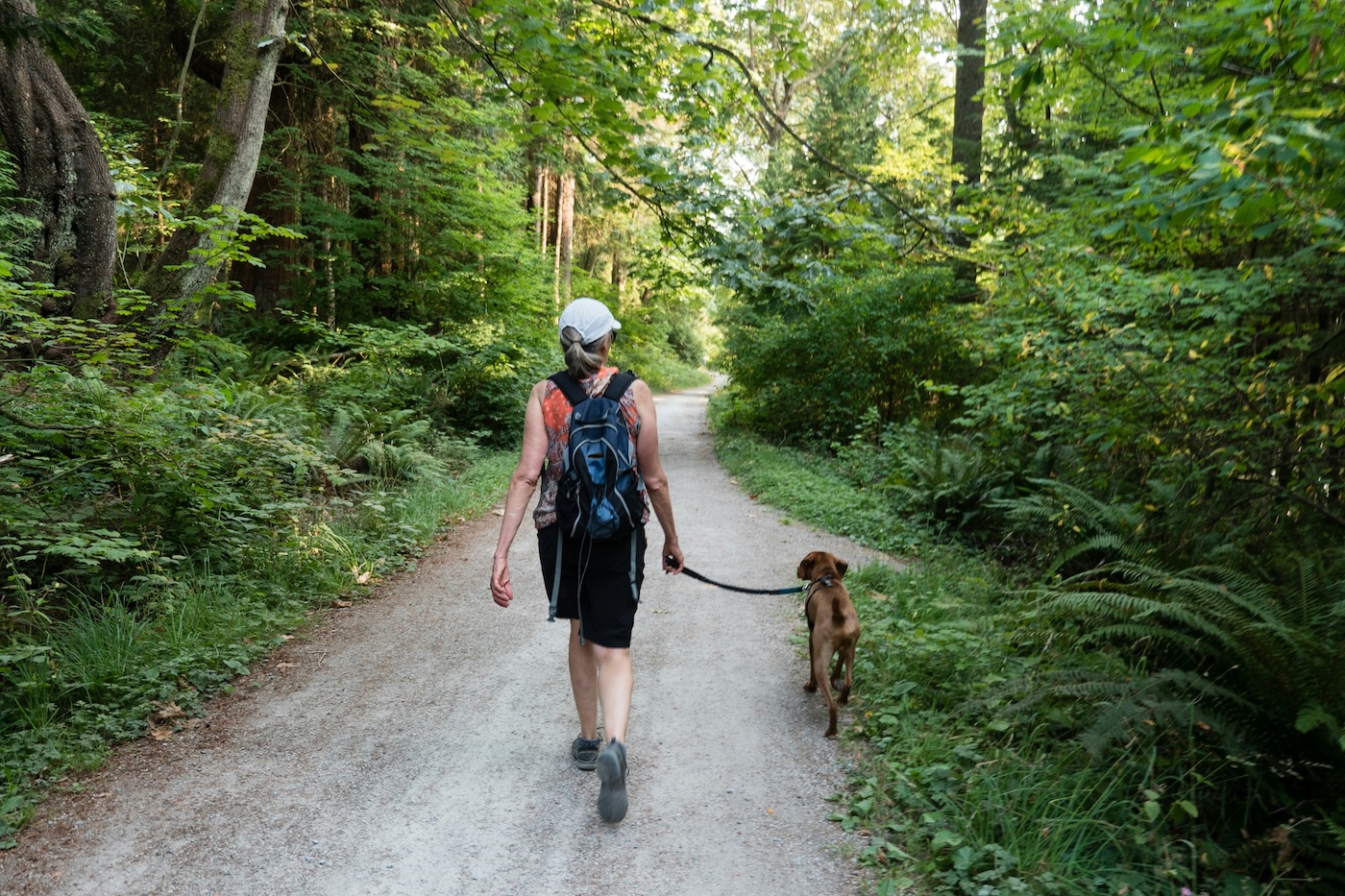 A person walking with a dog on a forest trail