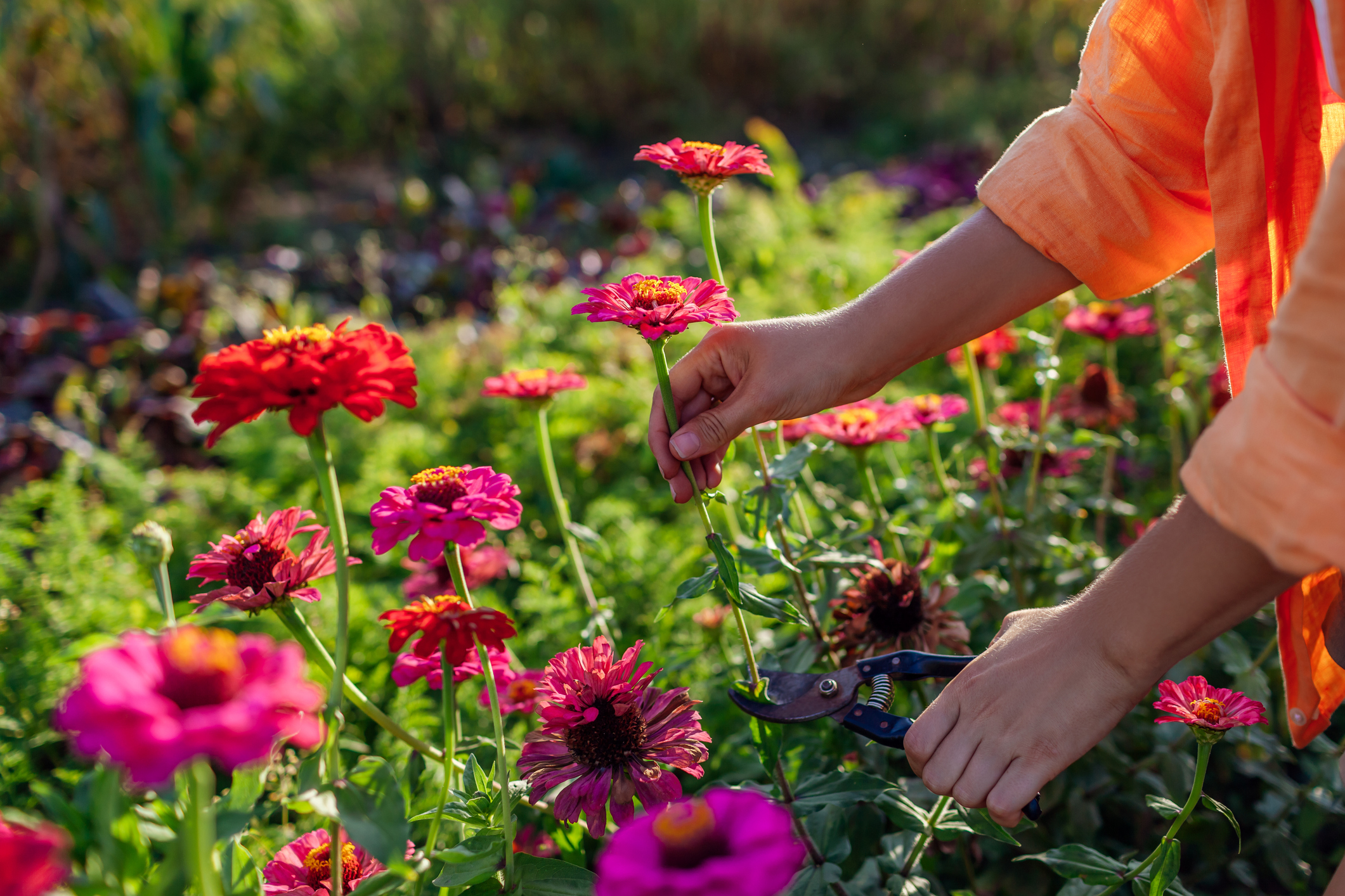 A gardener tending colorful flowers